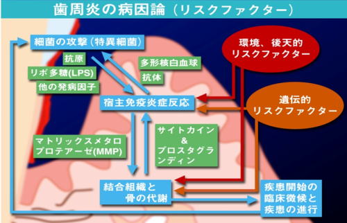 歯周苑の病因